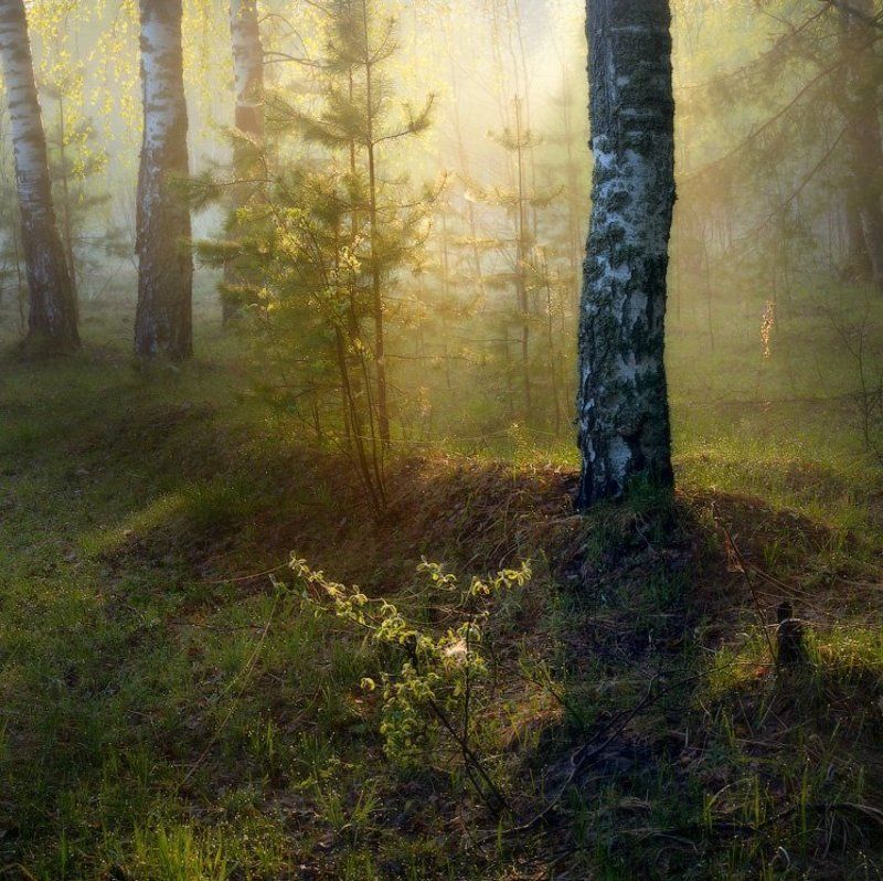 Утренний свет фото превью