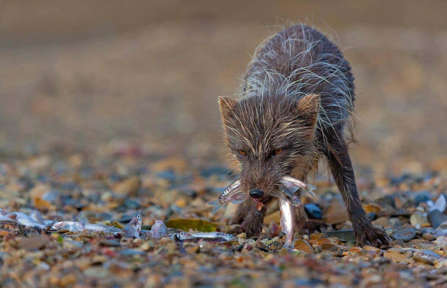 песец, командорский песец, остров беринга, мойва, рыба, Дмитрий Уткин
