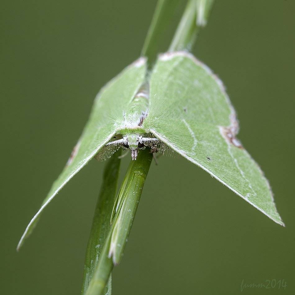 , Игорь ФУММ