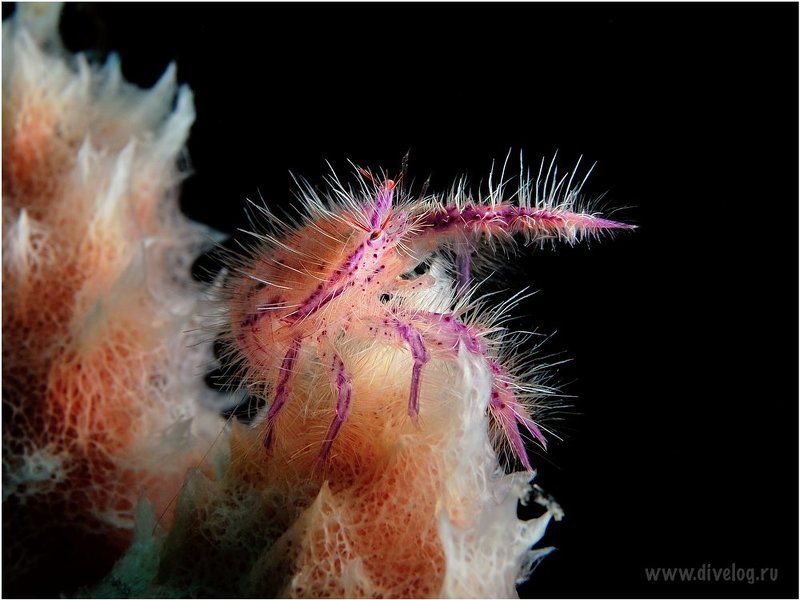 Свет фото превью