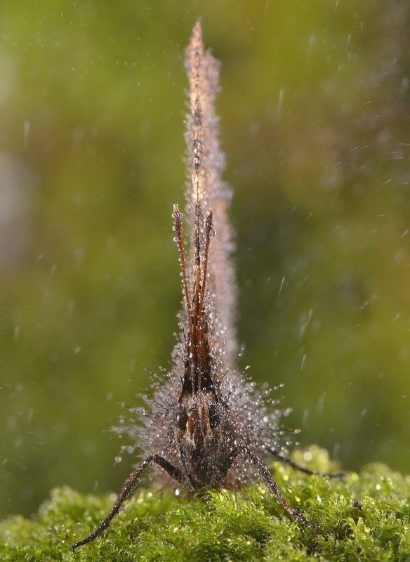 (Lepidoptera) фото превью