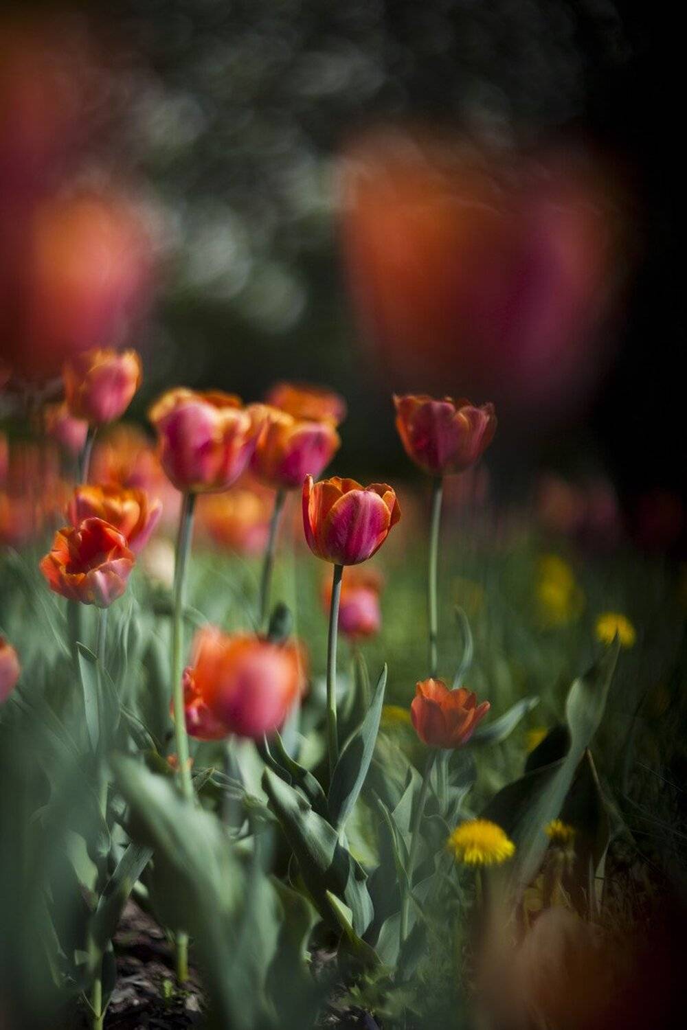 , Ростислав Красноперов