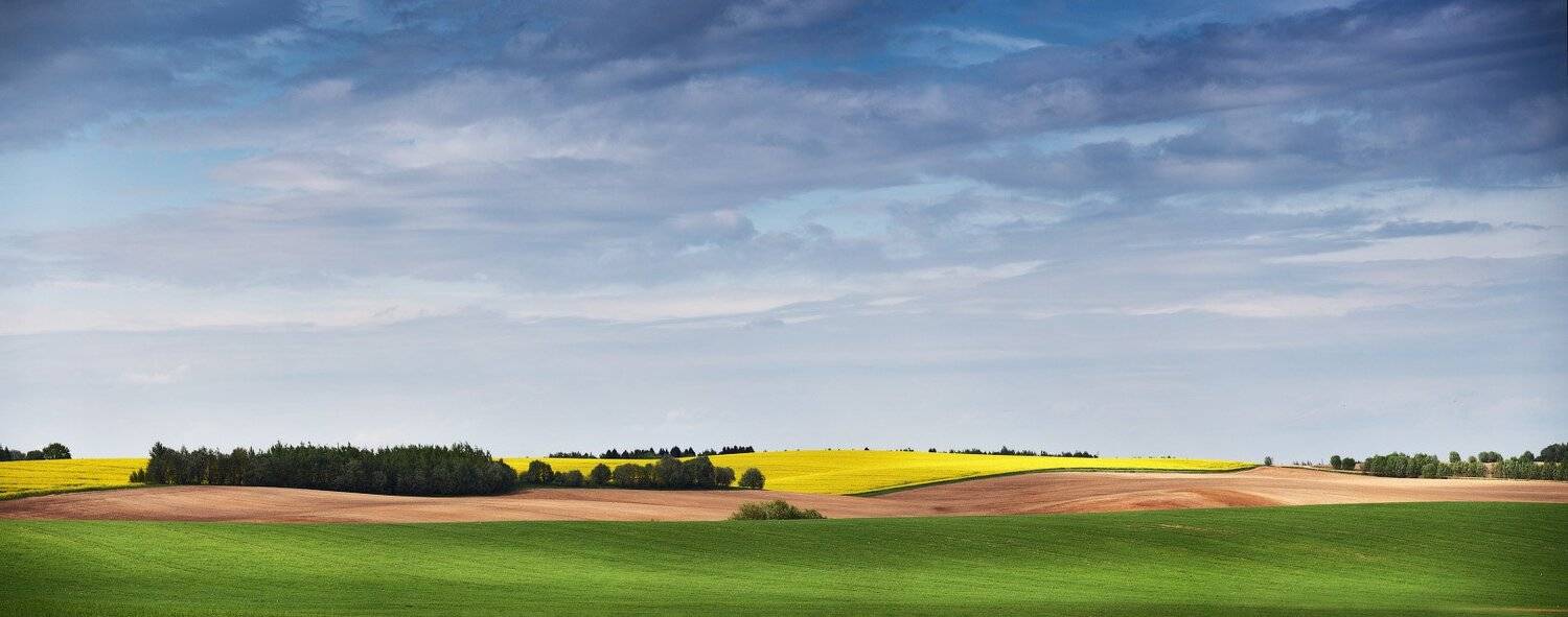 Беларусь, Весна, Май, Минск и окрестности, Рапс, Вейзе Максим