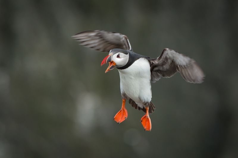же сви ле лю гри.... фото превью