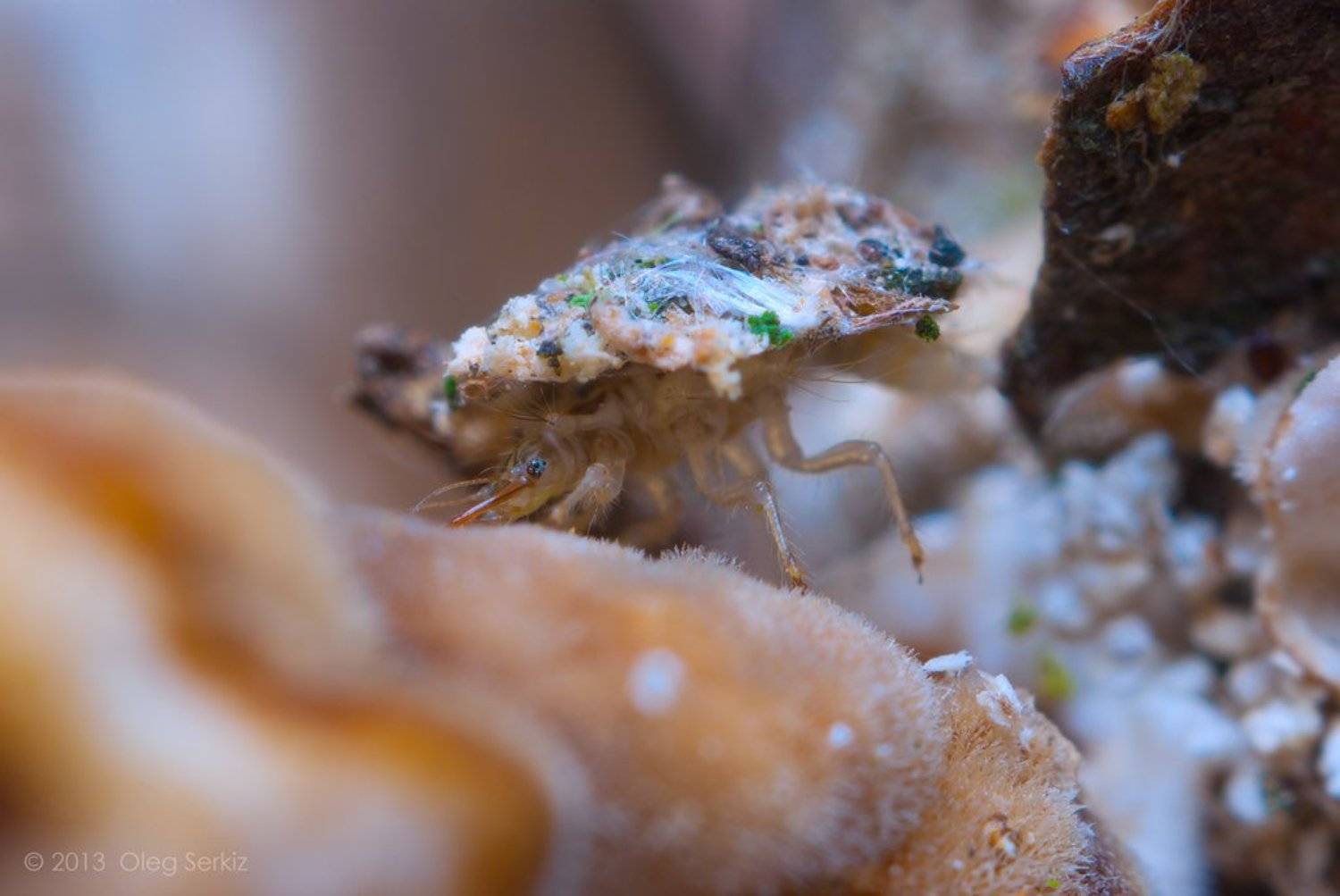 Chrysoperla carnea, Larva, Oleg Serkiz