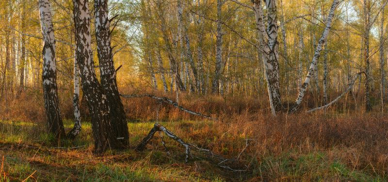 Метаморфозы весеннего леса фото превью