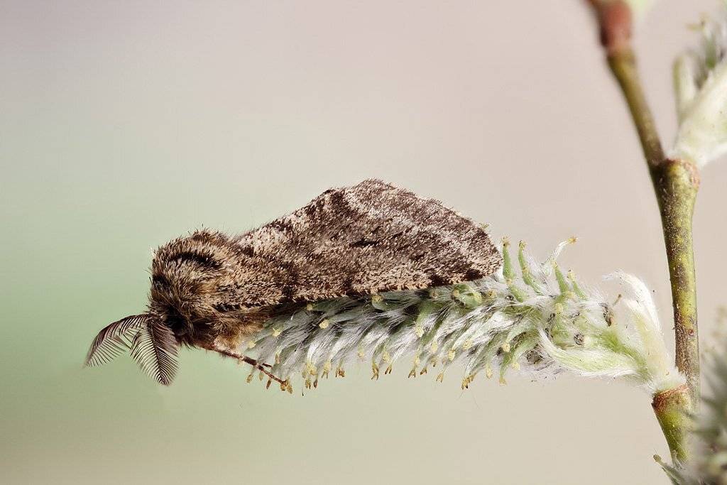 , Сергей Таланов