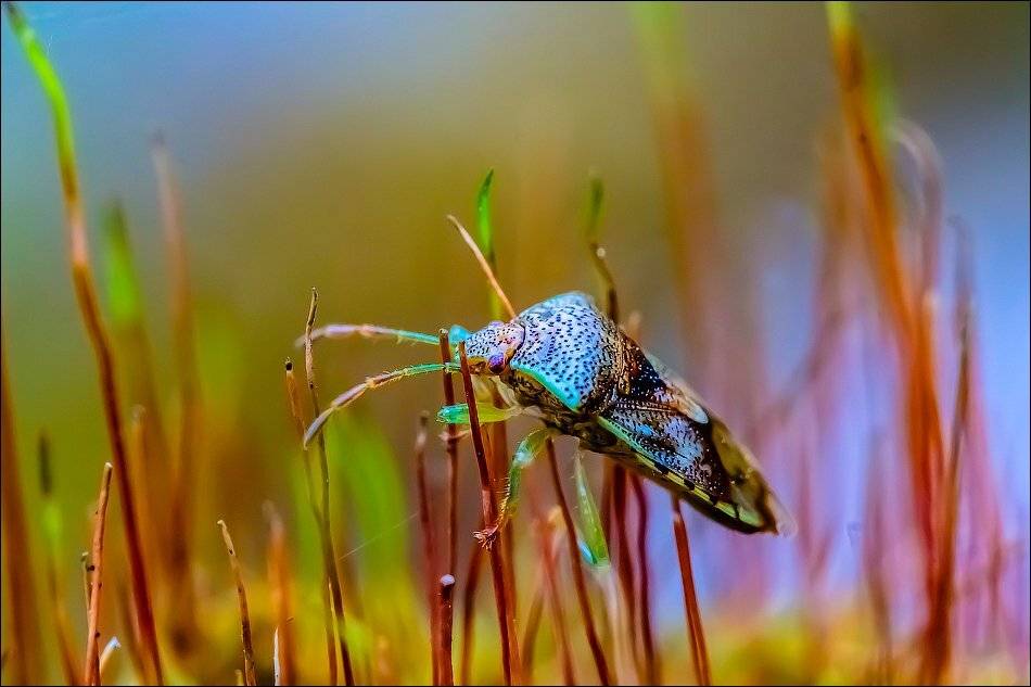 , Бурлов Андрей