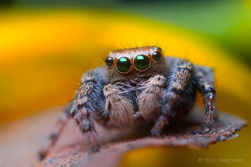 Evarcha arcuata фото превью