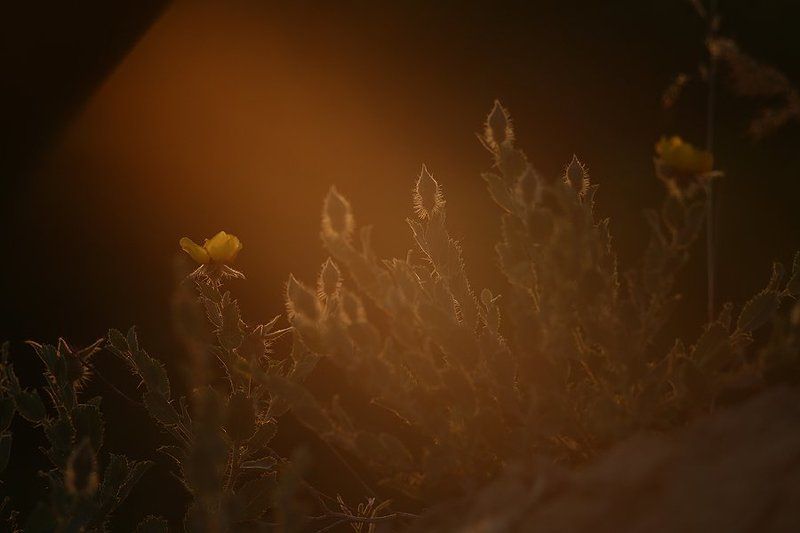 utro фото превью