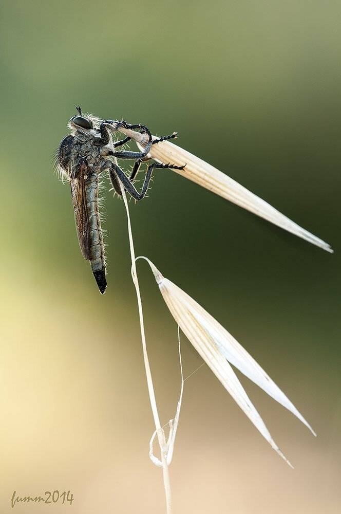 , Игорь ФУММ