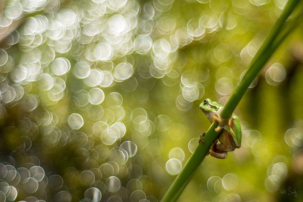 , Petr &Scaron;ed&yacute;