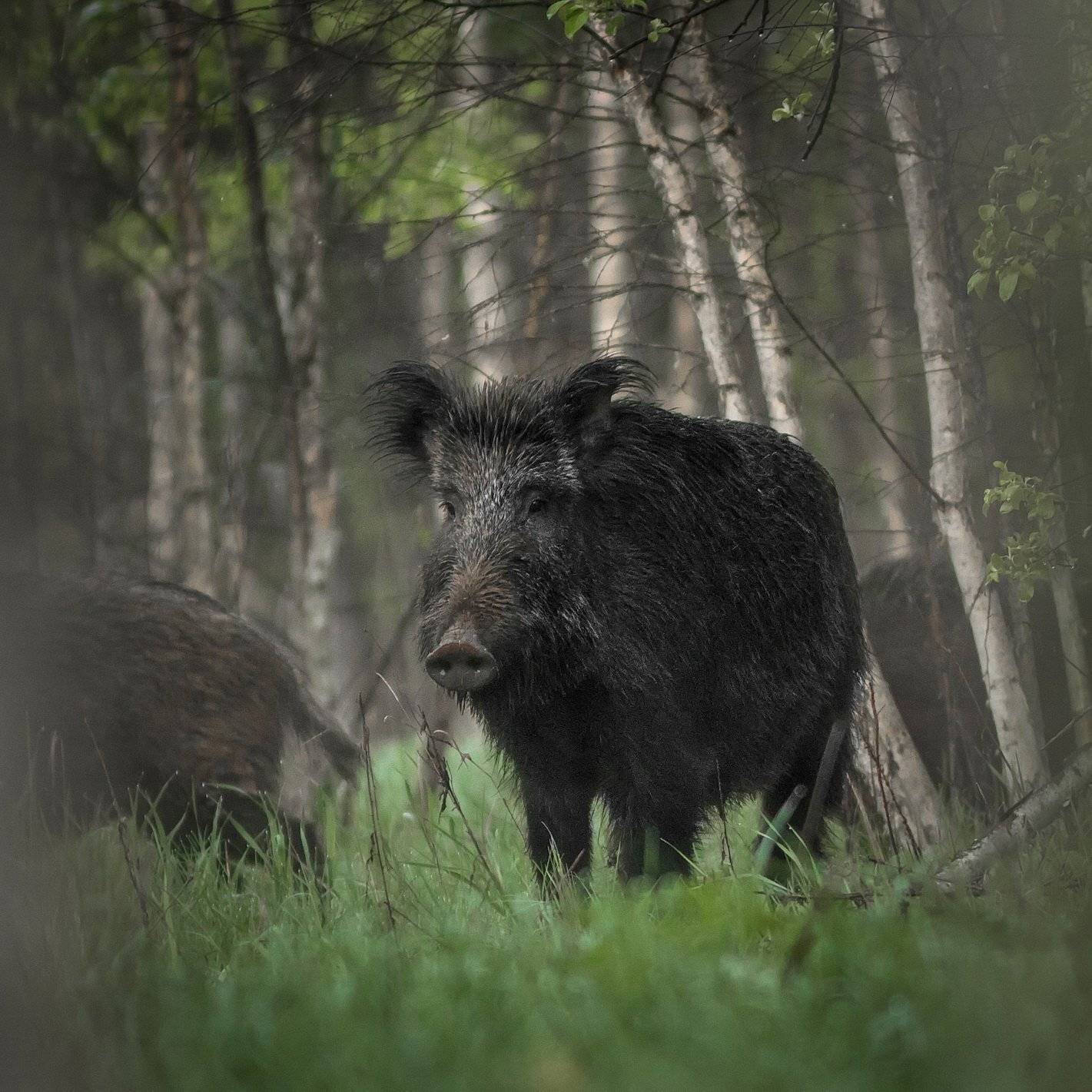 , Вилюнов Дмитрий