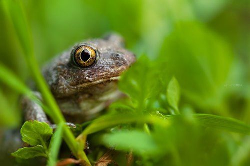 Спряталась