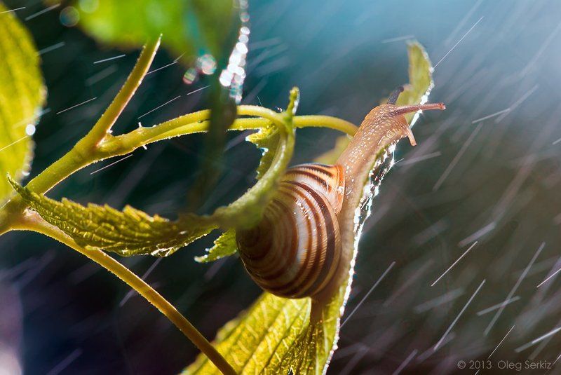 snails,rain, macro, art,   tenderness,  best, oleg serkiz, macrophotography, storm Feeling good фото превью