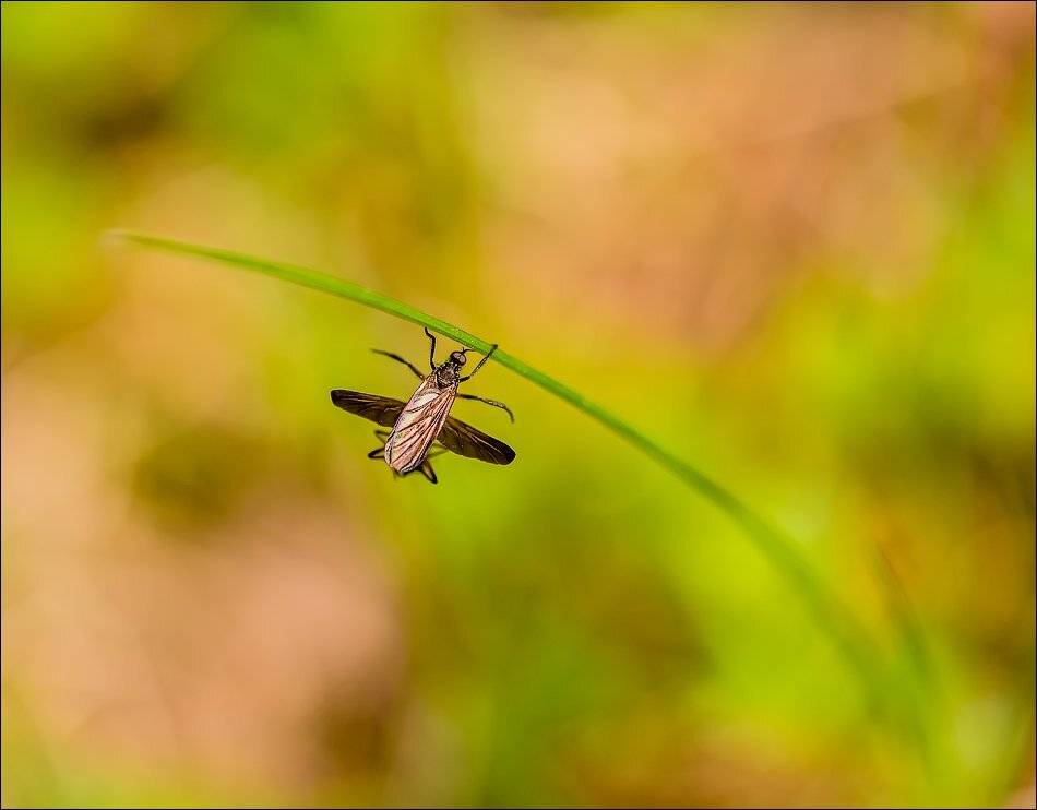 , Бурлов Андрей