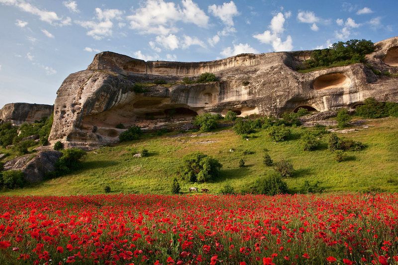 О лошадках и немного о маках. фото превью