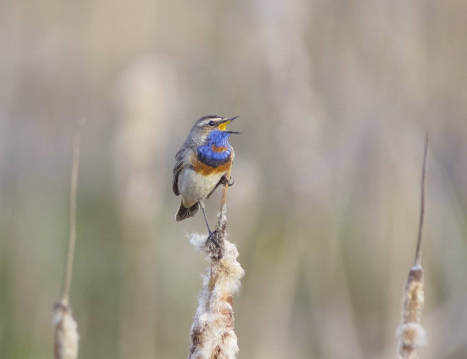 , Сергей Волков