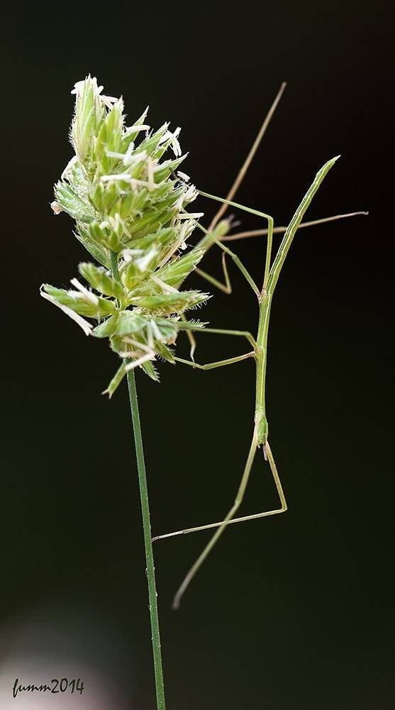 , Игорь ФУММ