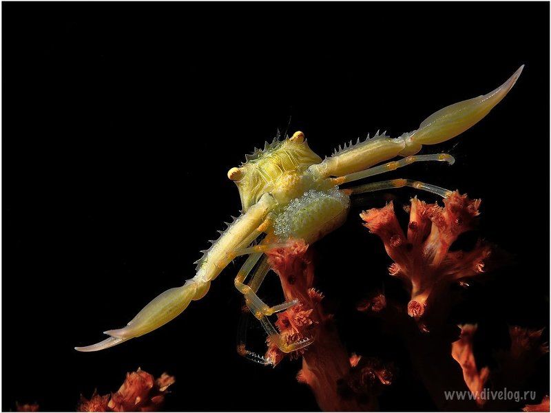 Горонтало, Дайвинг, Индонезия, Краб, Макро Икра фото превью