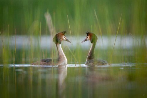 Love is in the air