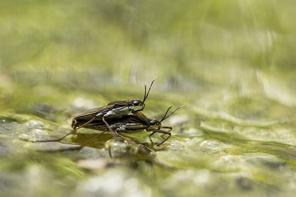 , Иваненко Светлана