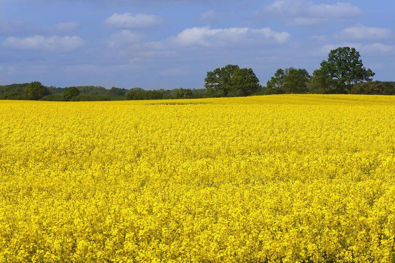 , Игорь Дубровский