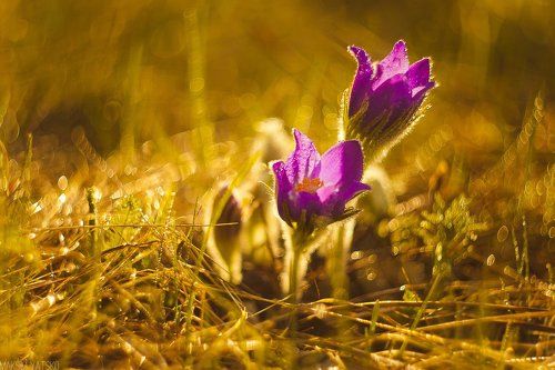 Dream grass