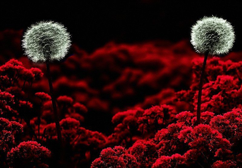 wake,flame,macro,surreal Just a two of us фото превью