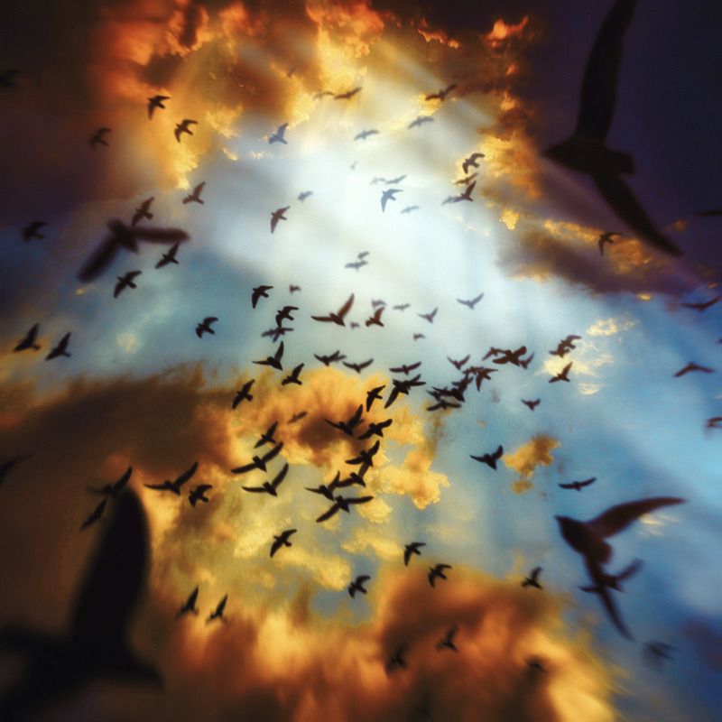 Fly on фото превью