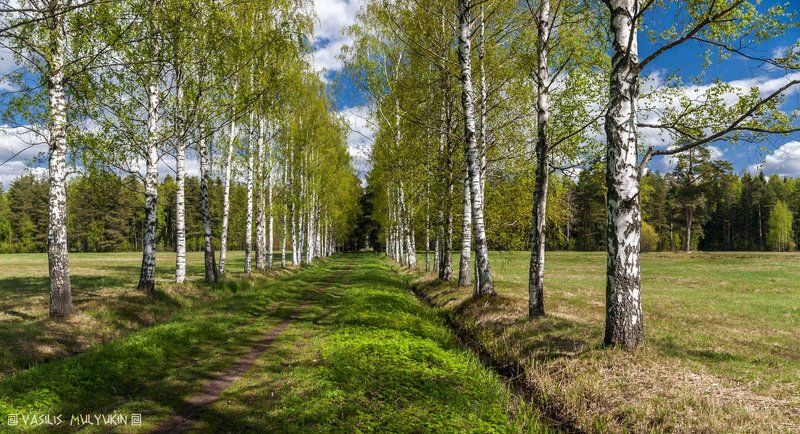 В Павловском парке ... фото превью