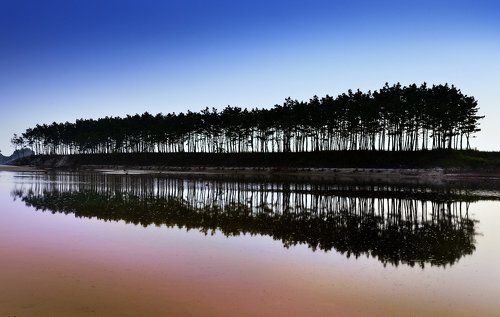Pine Trees