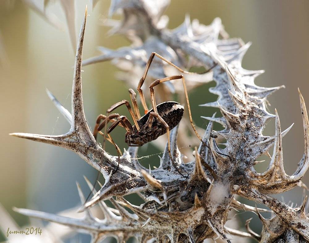 , Игорь ФУММ