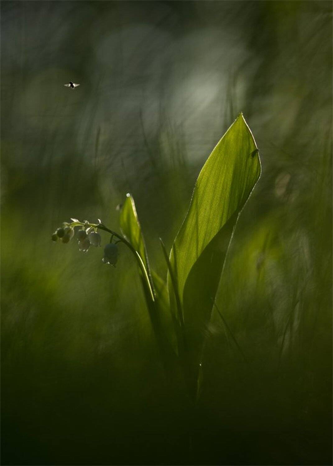 , Геннадий Мещеряков