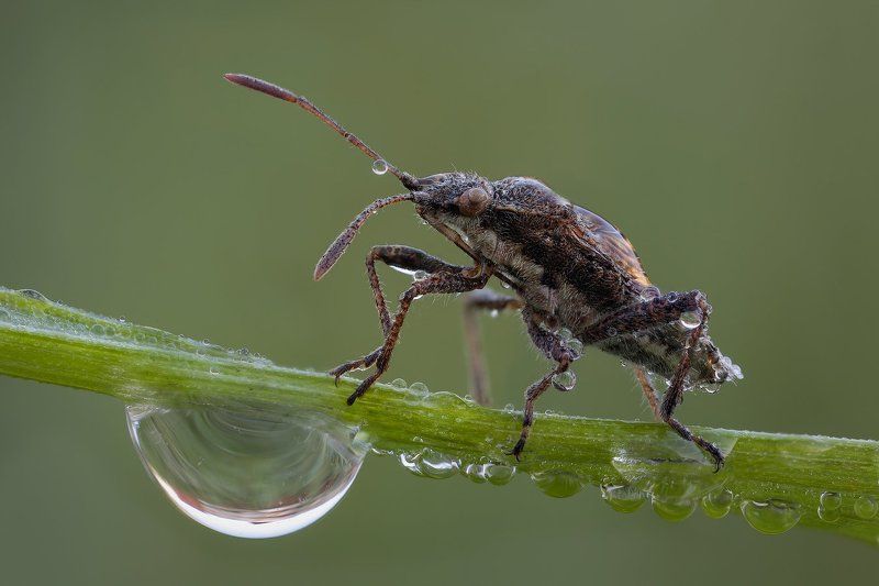 Клопик в росе фото превью