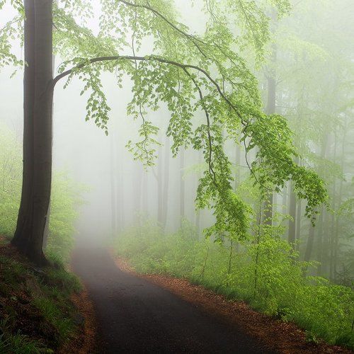 Spring Forest #2