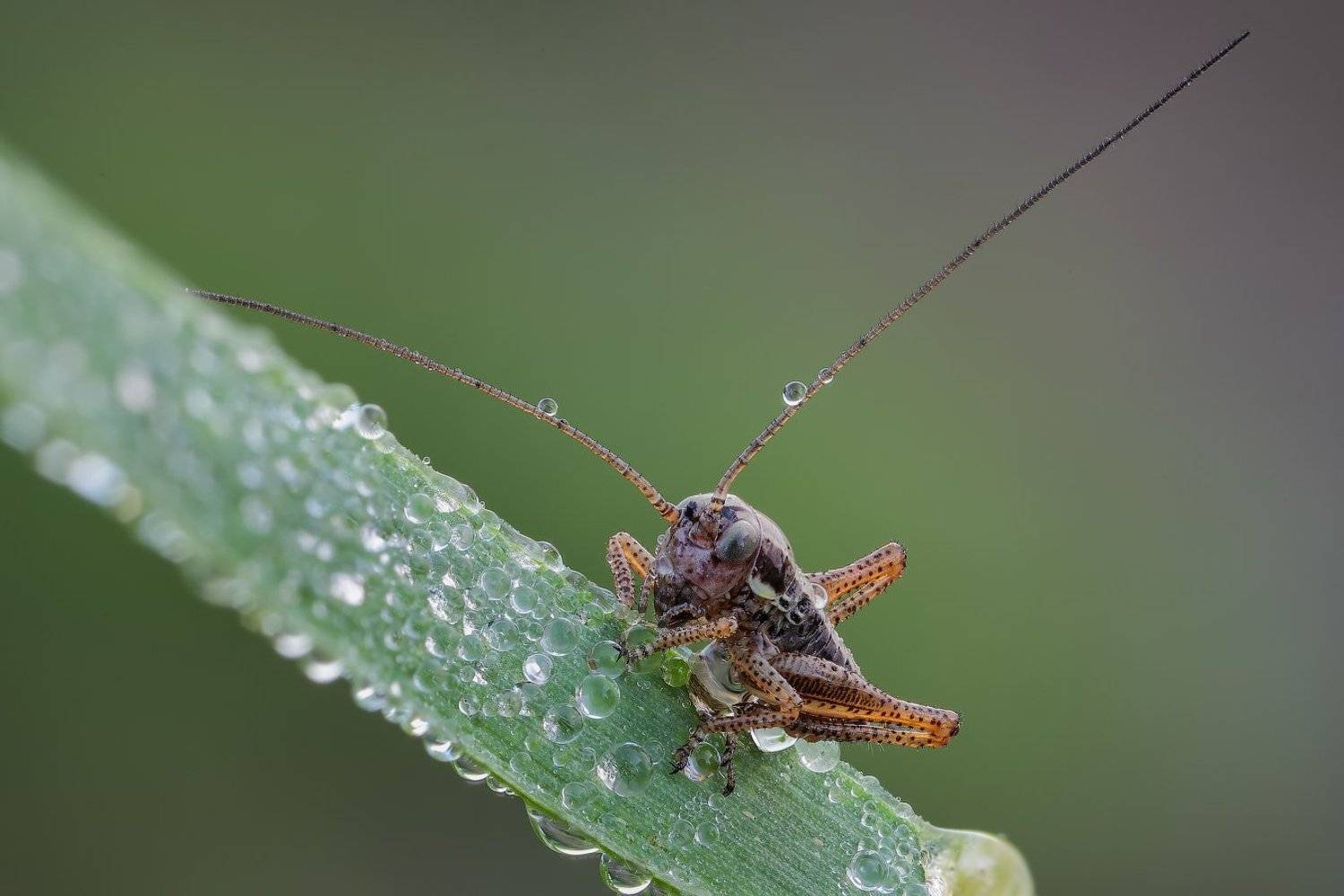 , Вадим Ходаковский