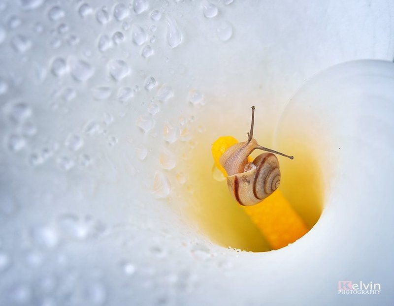Ốc Sên фото превью