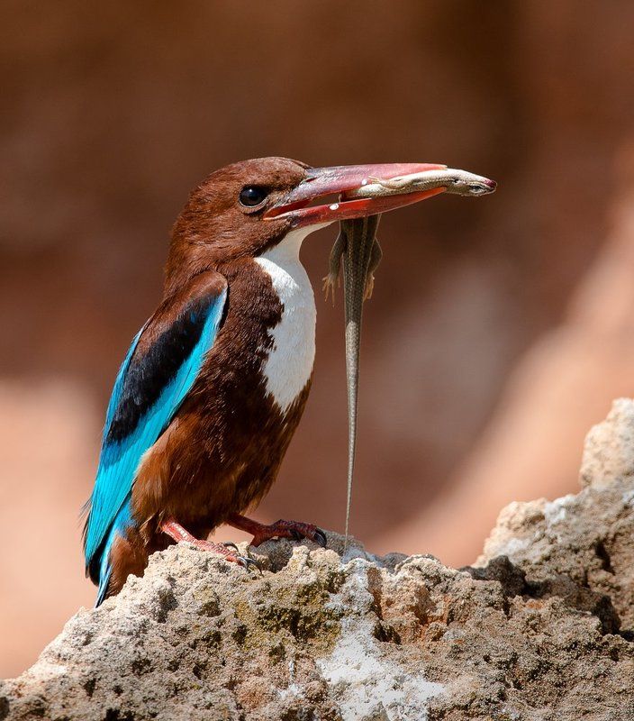 Семейные заботы белогрудой альционы фото превью
