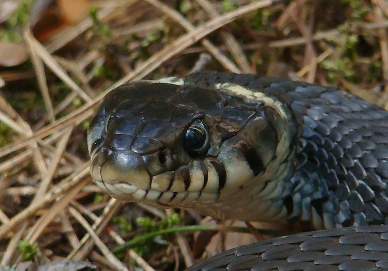 Ужики фото превью