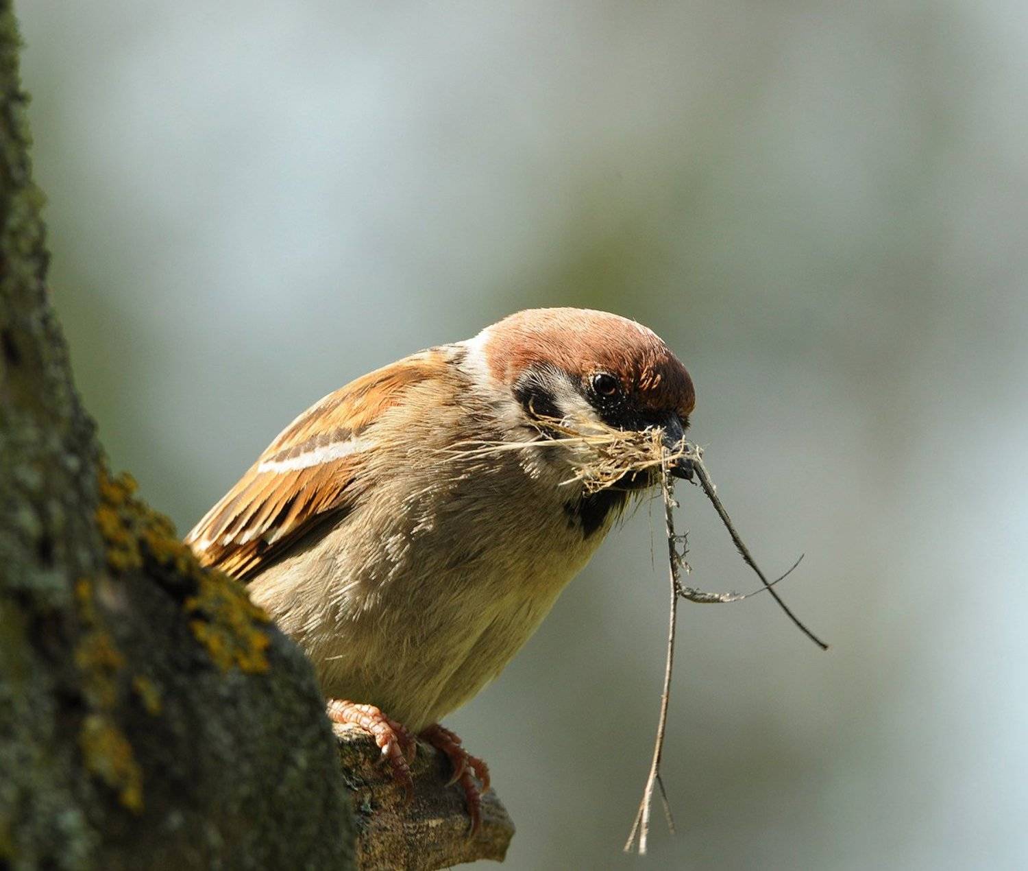 , Игорь Олейник