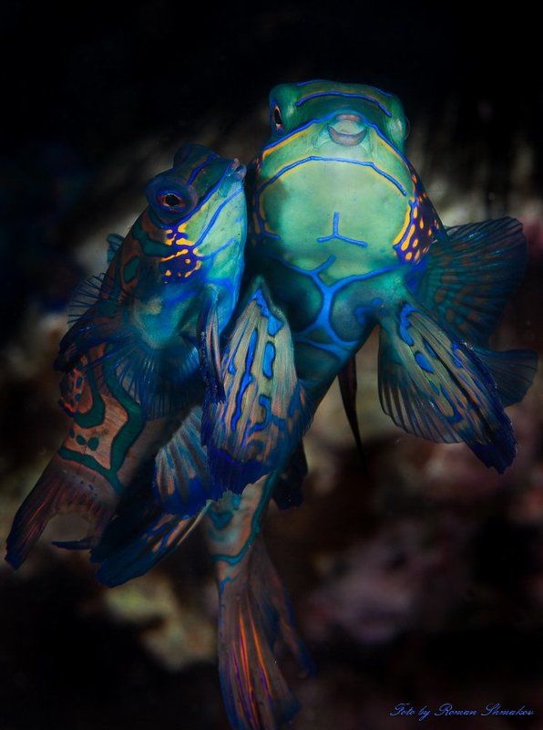 kiss me фото превью