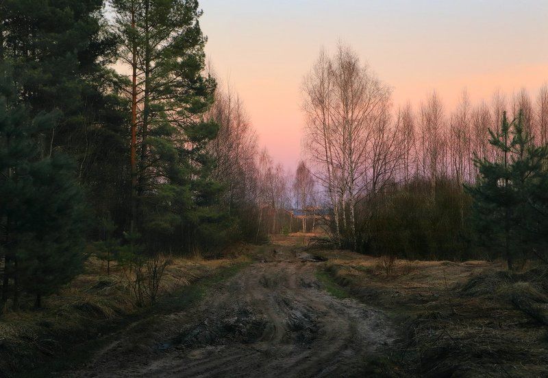 Поздний вечер. Опушка. фото превью