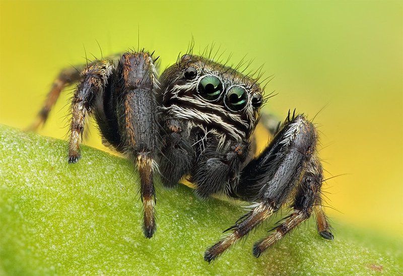 oOOo фото превью