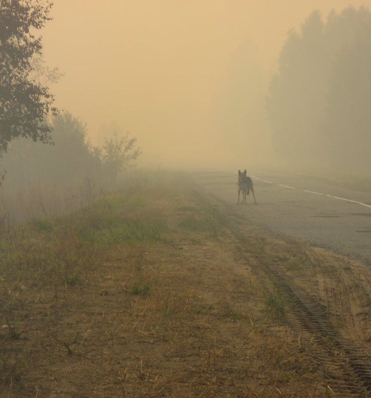 Follow Me фото превью
