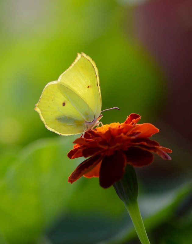 Слетевшая с небес фото превью