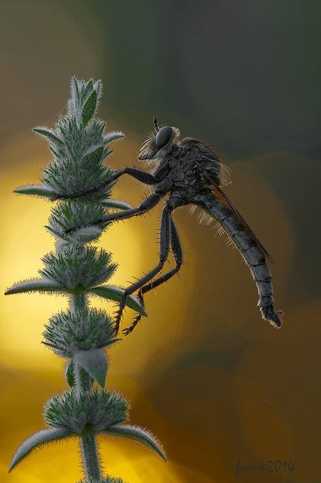 , Игорь ФУММ