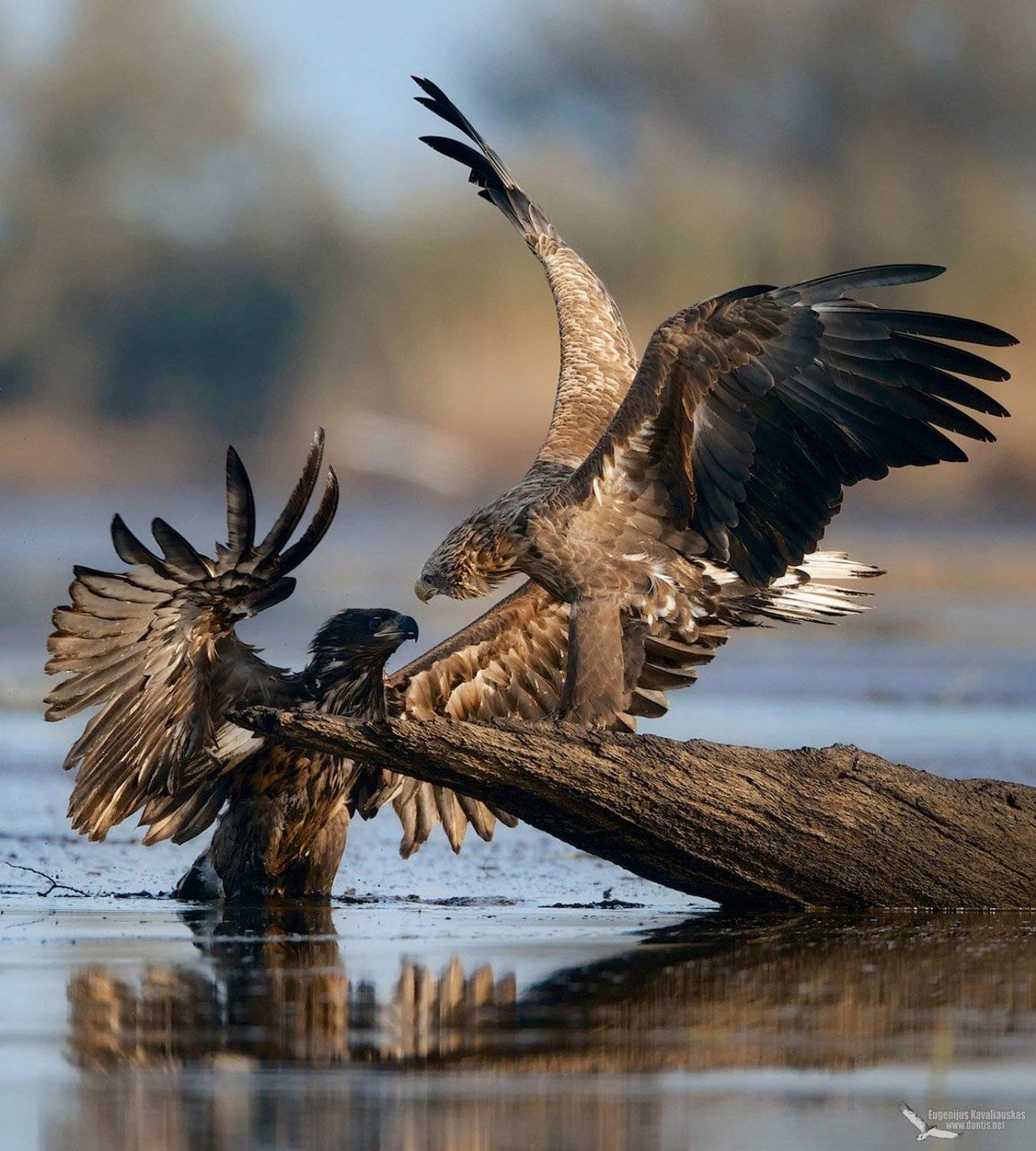 , Eugenijus Kavaliauskas