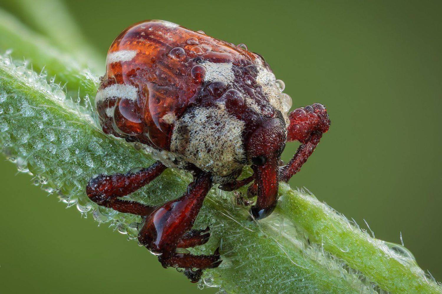 , Вадим Ходаковский
