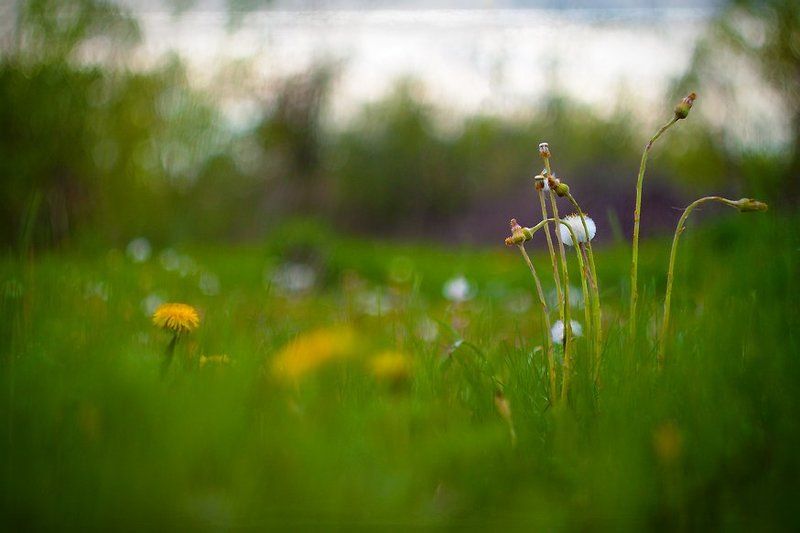 Пушистая мать- и -мачеха. фото превью